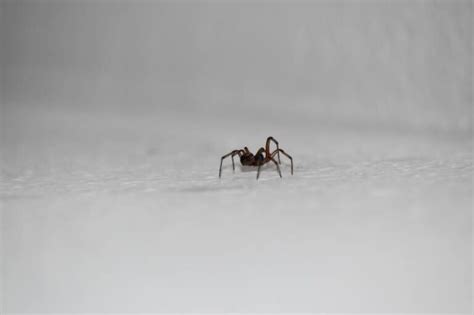 Schädlingsbekämpfung Für Spinnen; Und Welche Spinnen Ernsthafte Schädlinge Sind